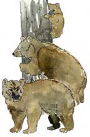 Image of a family of bears in a tree