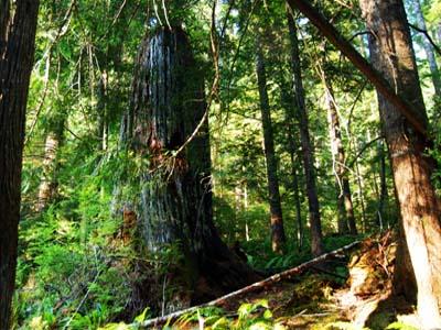 Big snags are part of the features of mature old-growth forests.