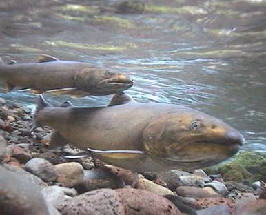 Salmon and other aquatic wildlife depend on healthy watersheds.