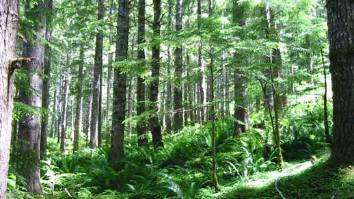 Olympic National Forest area after thinning, Figure 1.jpg