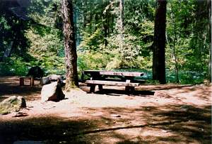 Picnic table in campsite at Olallie Campground with large conifers overhead