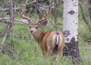 Photo of mule deer buck