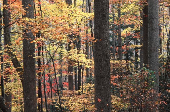Fall in the Nantahala National Forest