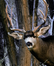 A shot of a lucky buck on US Forest Service lands by Kreig Rasmussen