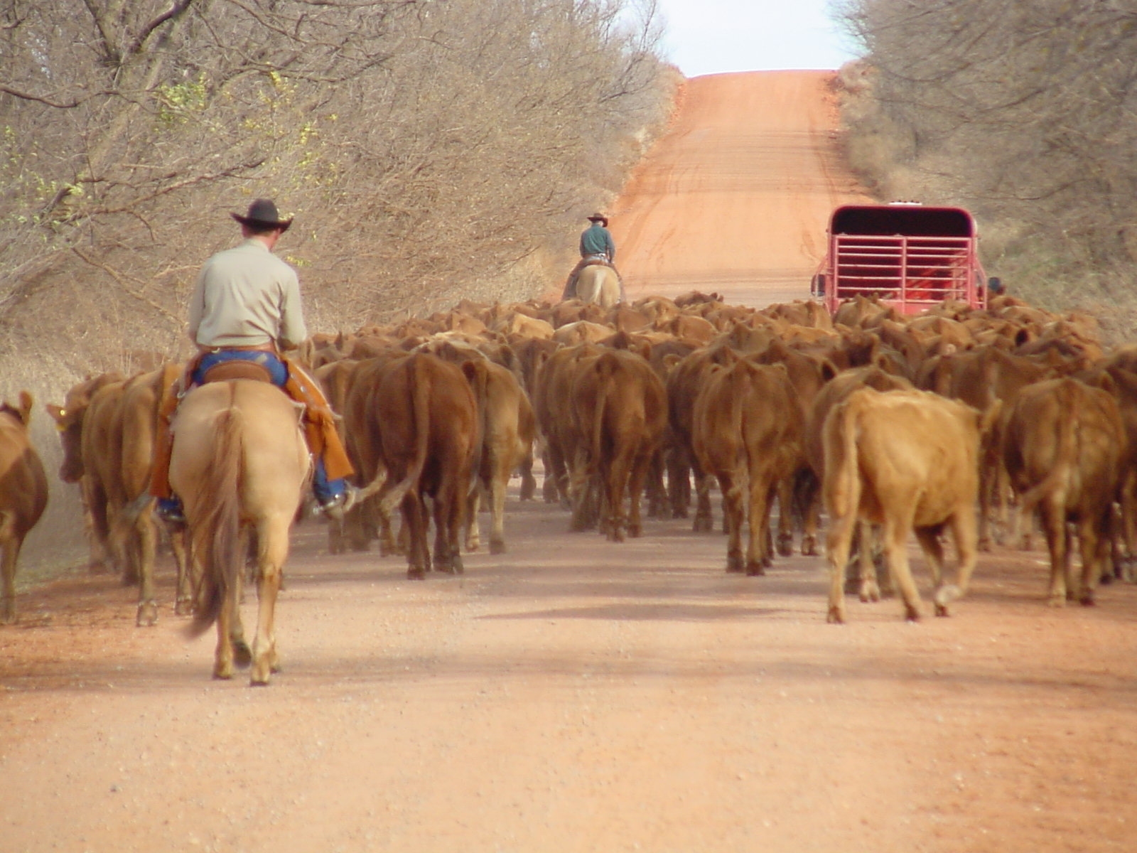 Two ranchers rounding up cattle on a dusty road