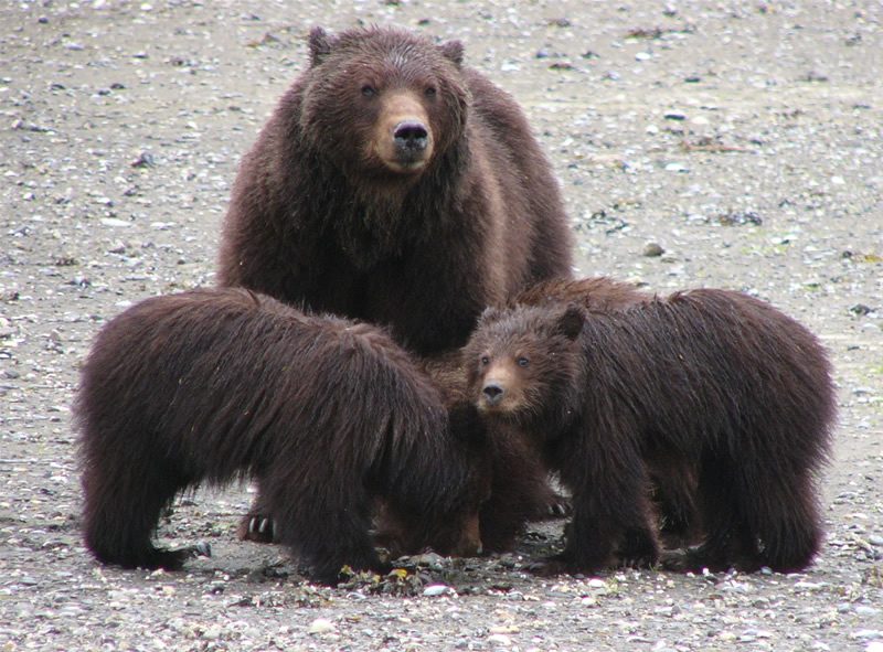 Pack Creek Sow and Cubs