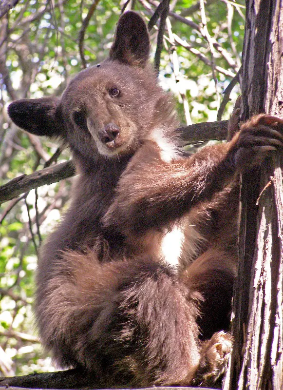A brown Black Bear hugging a tree.