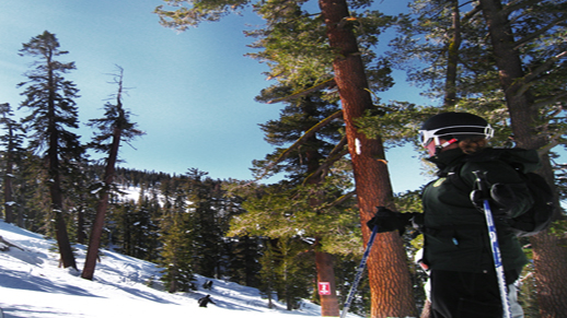Color photo of Ranger Tara talking about the different kinds of trees in the Lake Tahoe Basin.