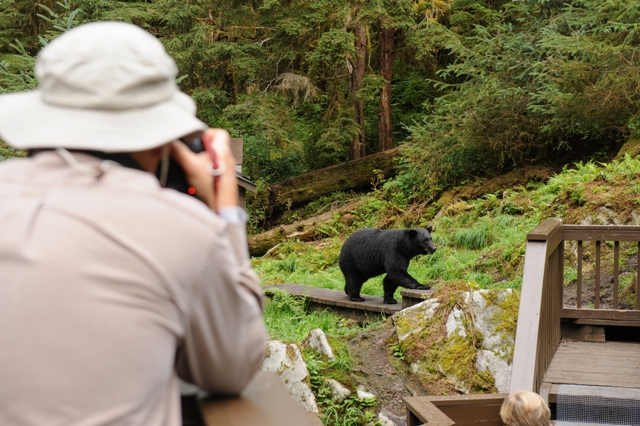 Man taking a picture of a bear