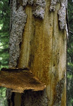 image of inner bark of tree section