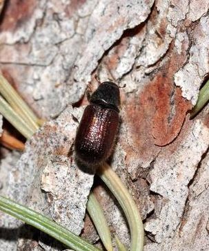 Image of adult Spruce beetle