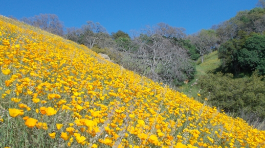 Yellow-colored poppies growing on a hillside.