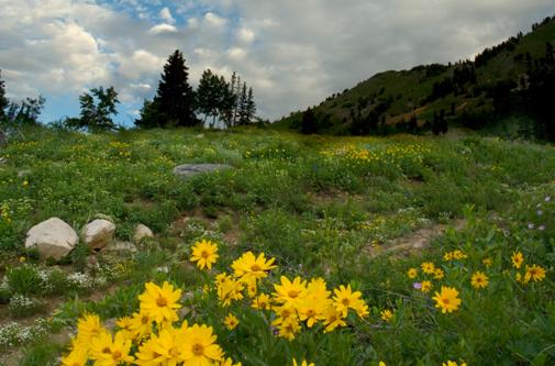 Photo of Alta Wildflowers