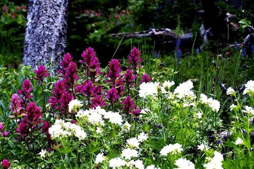 Photo of Wildflowers on Forest