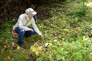 Typical mountain bog plant community