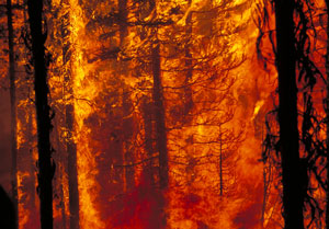 Image of firestorm