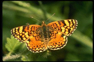 Photograph:  butterfly