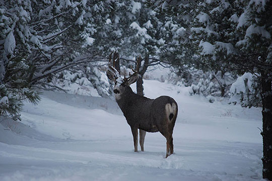 Mule Deer standing in snow looking back at camera.