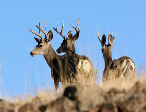 Photograph. 3 mule deer on ridge in oregon. Taken by Dave Herr; USFS Find a Photo