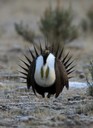 Photograph: Greater Sage Grouse dancing.  Great Backyard Bird Count photogallery.