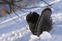 Photograph: Ruffed Grouse on a snowy hill side.  Great Backyard Bird Count gallery.