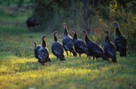 Photograph: flock of turkeys in open grass area.
