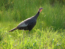 Photograph. Turkey hen walking in grass meadow. Taken by Dave Herr; USFS Find a Photo