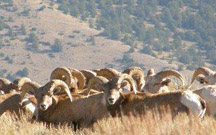 Photograph: Herd of bighorn sheep in Devil's Canyon.