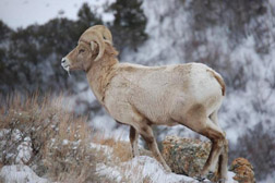 Photograph:  Bighorn young ram by Bruce Thompson, BLM.  Bighorn on snowy mountain side.