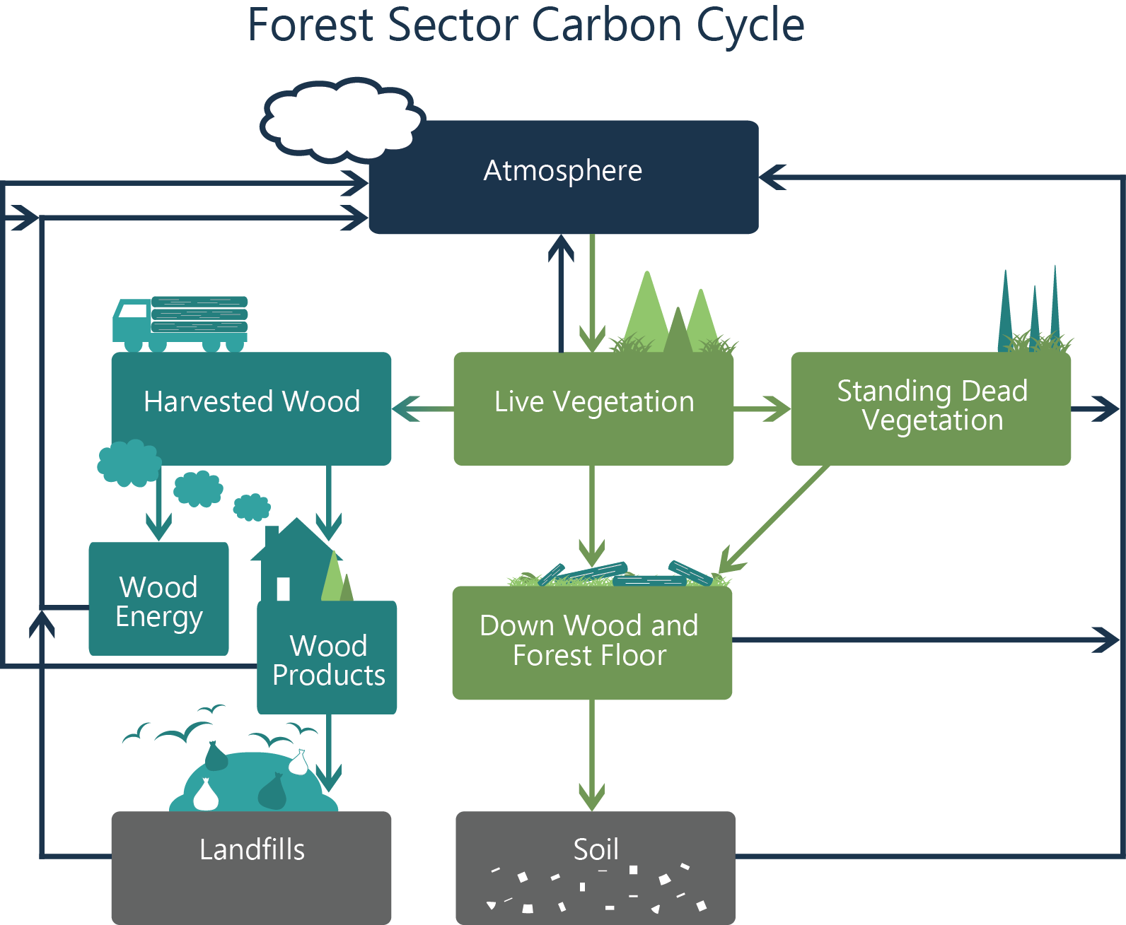 The forest sector carbon cycle includes forest carbon stocks and transfers between stocks. Carbon flows between the atmosphere, live vegetation, standing dead vegetation, the forest floor, soil, and back to the atmosphere.