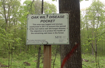 sign in woods indicating oak wilt project
