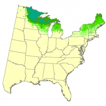Quaking aspen habitat map: The Climate Change Tree Atlas can help determine suitable habitat locations for individual species under different climate scenarios.