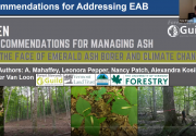 Slide from presentation, slide reads": 10 recommendations for managing ash