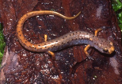 147 Salamander Fish Stock Photos, High-Res Pictures, and Images