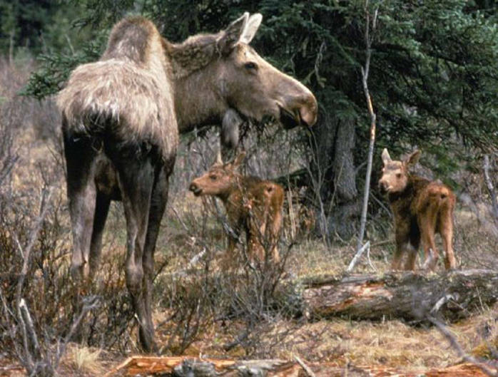 What States are Moose in : Uncovering Moose Habitats and Their Geographic Presence