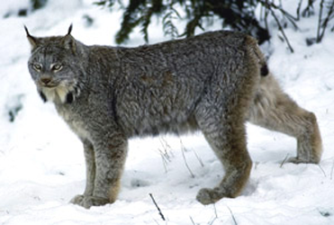 Lynx, Description, Size, Habitat, & Facts