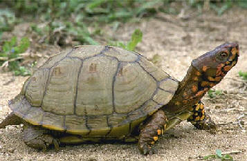Kentucky Turtle  Turtle, Kentucky, Appalachia