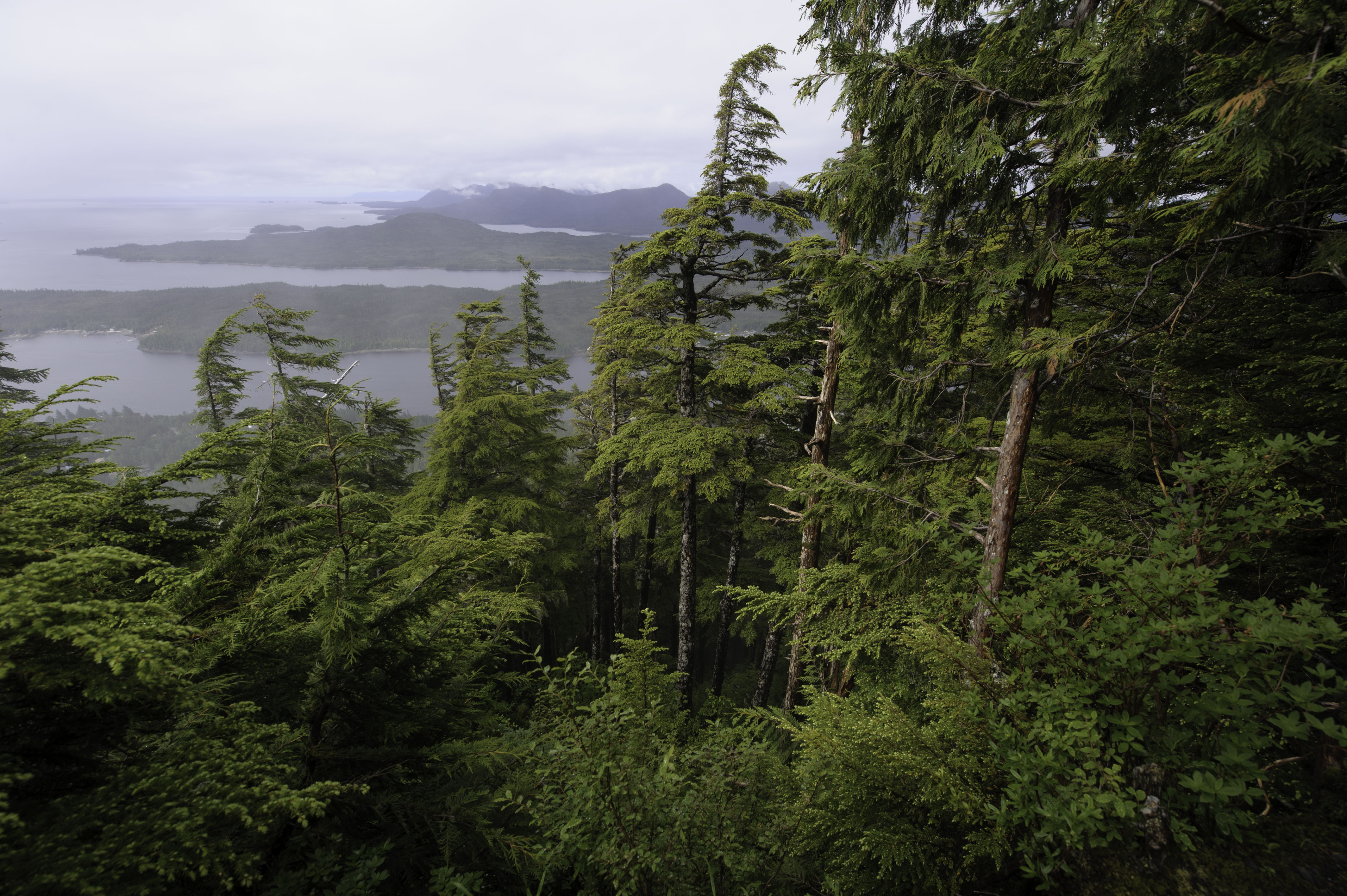 Alaskan Pacific maritime ecosystems