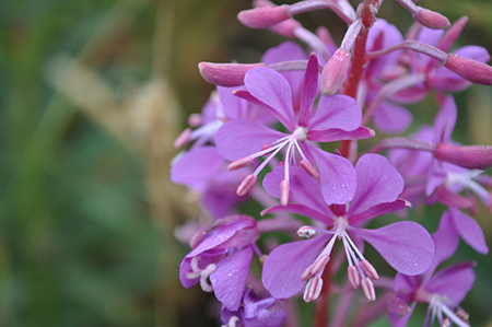 temperate rainforest fireweed