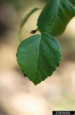 Water Birch, Betula occidentalis