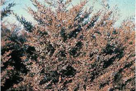 juniperus virginiana