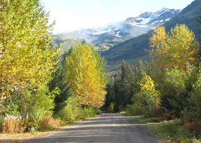 Black cottonwood and birch accentuate the fall season along Alpine Meadows Drive in Girdwood, Alaska near the Chugach National Forest. 