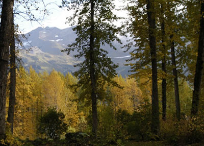 Caption- Black cottonwoods feature a fall wardrobe along Glacier Creek in Girdwood, Alaska with Mount Alyeska in the background. This area is adjacent to the Chugach National Forest. Photo by Kate Mohatt