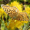 A fritillary butterfly visits green rabbitbrush flowers on fields in the Boise National Forest. 