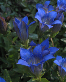 Fall-blooming gentians are plentiful in the high, wet meadows of the Klamath Ranges.  Rainier pleated gentian (Gentiana calycosa) is a striking, deep blue while the little autumn dwarf gentian (Gentianella amarella) is lavender.
