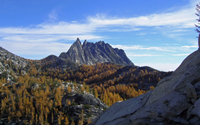 Subalpine larch is one of the last trees to be found before entering an alpine ecosystem.