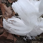Amongst the falling leaves, you might discover the frost flowers of dittany (Cunila origanoides). Its former light blue flowers have come and gone, its seed cast to the wind, but from the base of their stems you may be lucky enough to see what looks like curling ribbons of ice, one last gem of their blooming glory, a frost flower.