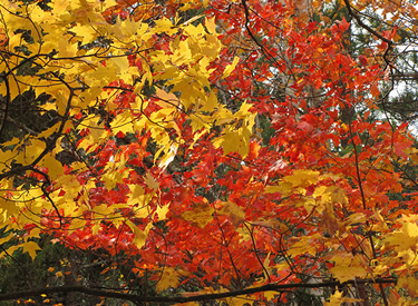 Maples show a variety of colors on the Superior National Forest.