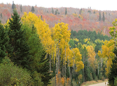 A layer of green, yellow and red leaves surround a road that winds past the birch and Sawtooth Mountains on the Superior National Forest.