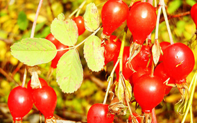 High in vitamin C, rose hips are an important food source for forest birds and mammals. (U.S. Forest Service/ Edna Rey-Vizgirdas) 